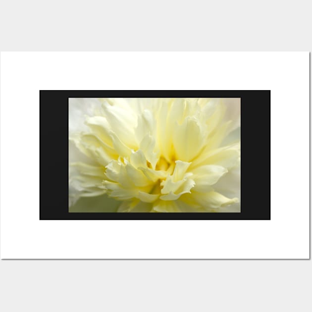 White peony close up, flower photography Wall Art by KINKDesign